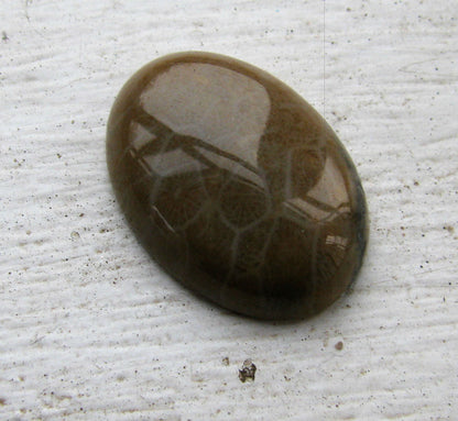 Cabochon Chrysanthemum Stone/Fosil Korall - Oval 25x18mm 1 styck