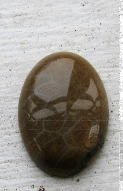 Cabochon Chrysanthemum Stone/Fosil Korall - Oval 25x18mm 1 styck