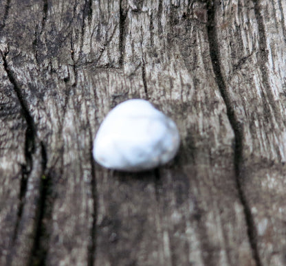 Howlite  - Hjärta 10 mm, 1 styck